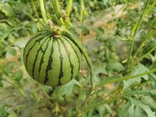 宁夏网红吃瓜事件真相是真的吗,真相揭秘，还原事件始末