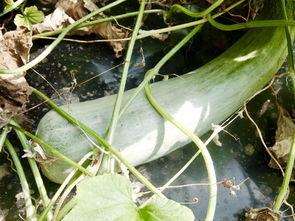 以前火过的吃瓜网红是谁,揭秘网络红人的辉煌与争议