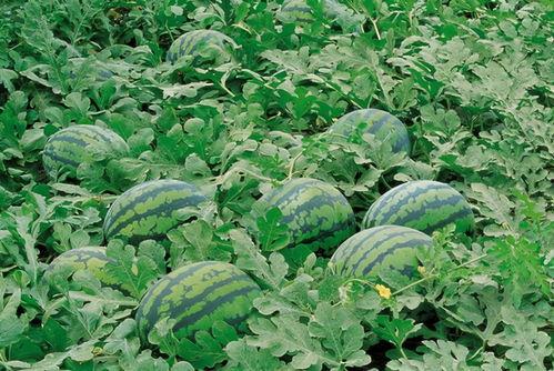 浚县网红吃瓜群微信,揭秘网络社交圈的趣味与争议