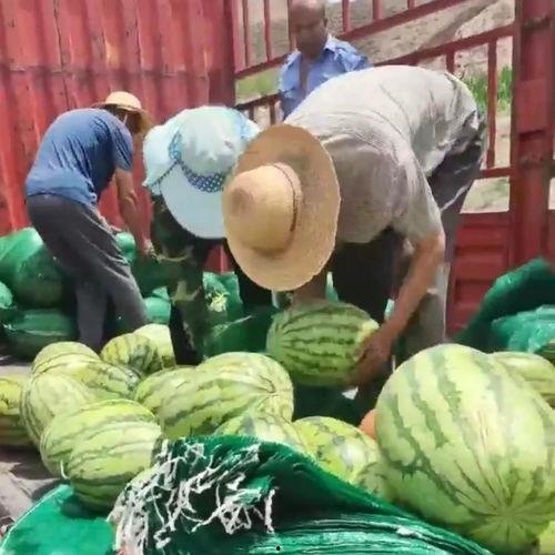 甘肃网红吃瓜事件视频,揭秘网络热点的背后真相