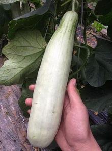 网红吃的生瓜是什么,揭秘生食瓜果的神奇魅力