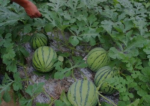 河南网红农人吃瓜,河南网红农人吃瓜直播，田园生活新风尚