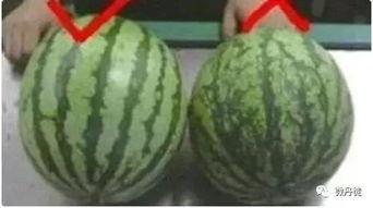 吃瓜网全网黑瓜,吃瓜网揭秘娱乐圈黑瓜大揭秘