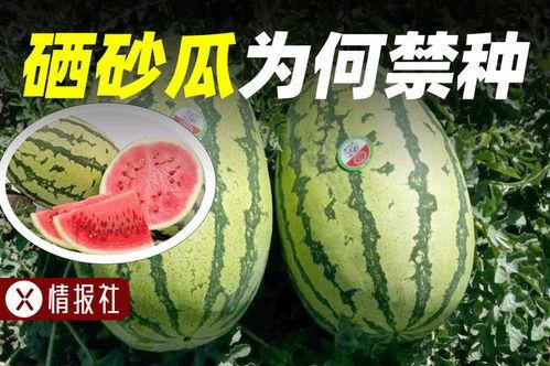 吃瓜情报网,吃瓜情报网带你领略幕后风云