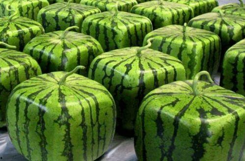 吃瓜网在哪里打开,吃瓜网神秘入口，教你轻松打开一探究竟