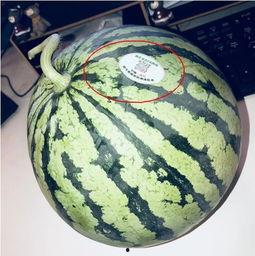 潍坊吃瓜网红有哪些公司,潍坊吃瓜网红背后的公司概览