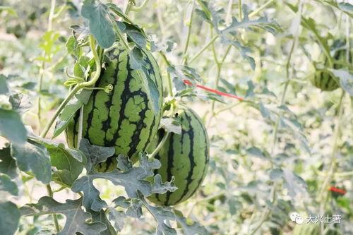网红吃瓜种草视频,揭秘热门美食背后的秘密