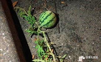 网红青蛙吃瓜群众