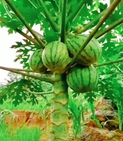 吃瓜网红图片大全集视频