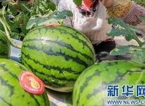 网传吃瓜四合一视频,网传视频背后的惊人真相