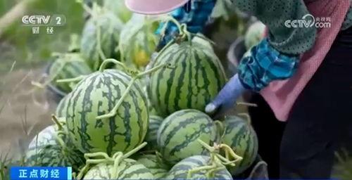 高端网红吃瓜视频大全集,揭秘热门事件背后的真相与笑料