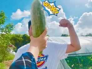 叔叔带网红吃瓜,一场美食与娱乐的盛宴