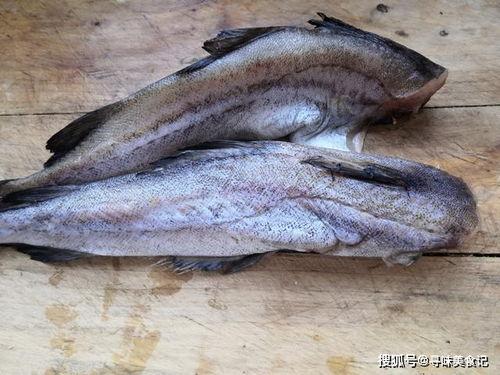 网红吃八瓜鱼视频大全