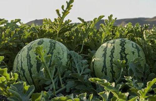 青岛网红吃瓜,揭秘美食背后的故事与传奇