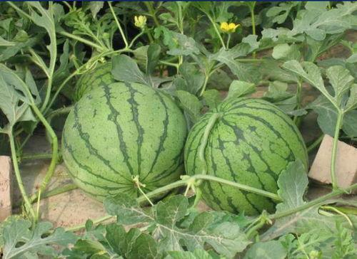 银川网红吃瓜事件,一场网络舆论的风暴与反思