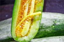 免费吃网红瓜的视频